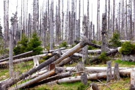 Poradí si příroda s kůrovcem sama? V lesech poškozených člověkem ne. V přirozených horských smrčinách podle vědců ano.