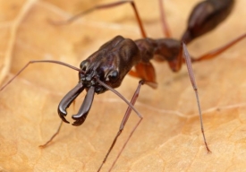 Mravenčí kusadla s věkem oslabují.