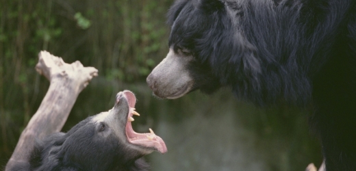 Dospělá medvědí samice v konfrontaci se samcem. Nastavený čumák a chybějící zuby jsou charakteristické pro neobvyklé typy asijských medvědů.