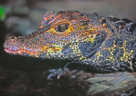 Mladý krokodýl září barvami jako kraslice.
