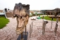 Součástí zábavního a vzdělávacího parku je i paleontologické hřiště, kde si děti mohou z písku "vykopat" svého dinosaura.