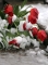 Rozkvetlé tulipány se sklánějí pod nánosem sněhu.