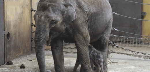 Sloní sameček uhynul 6. května, po necelých dvou měsících života.