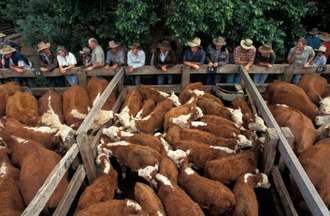 Australští farmáři se svými dobytčaty v Novém Jižním Walesu.