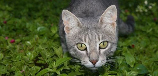 Australské kočky v noci vraždí vačice, proto zřejmě dostanou zákaz vycházení.