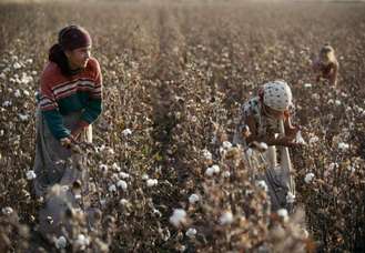 Sklizeň bavlny v Uzbekistánu. Miliony pro Karimovův rodinný klan. 