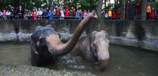 České zoo lákají návštěvníky na vstup zdarma za vysvědčení.
