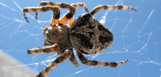 I pavouci stárnou. A na jejich pavučinách je to znát (ilustrační foto).