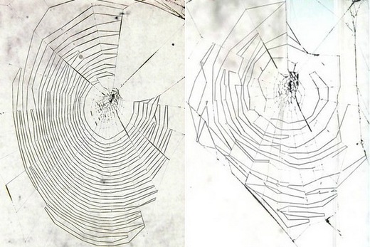 Vlevo pavučina křižáka starého jen několik dní, vpravo výtvor 188 dní starého kmeta.