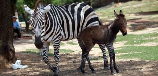 Zebra se skamarádila s oslem...