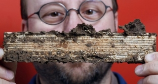 Molekulární fyziolog Mike Scharf pózuje se dřevem rozežíraným termity.