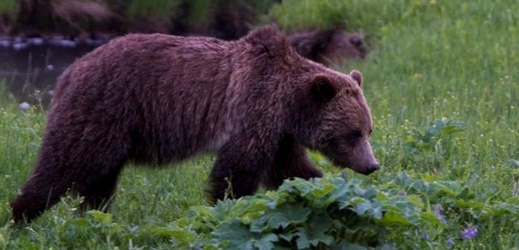 Grizzly z Yellowstonského parku (ilustrační foto).