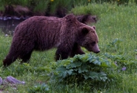Grizzly z Yellowstonského parku (ilustrační foto).