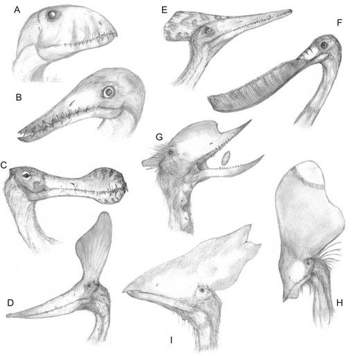 Příklad rozmanitosti ptakoještěrů: různé formy hřebenů, které zdobily jejich hlavy.