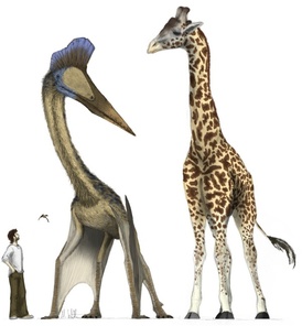 Quetzalcoatlus byl vysoký jako žirafa a pravděpodobně nebyl schopen letu. Nad postavou člověka létá Anurognathus velikosti kosa.