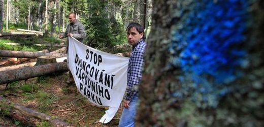 Aktivisté na Šumavě bojují proti kácení stromů napadených kůrovcem.