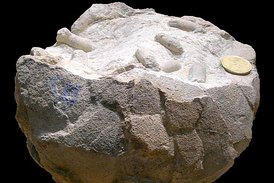 V dinosauřím vejci paleontologové objevili fosilizované kokony parazitických vos.
