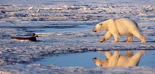 Charles Monnett pozoroval lední medvědy na Aljašce.