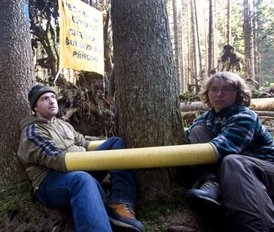 Aktivisté se přivazují ke kmenům stromů, aby zabránili jejich kácení.