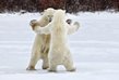 Lední medvědi trénují krasobruslení.