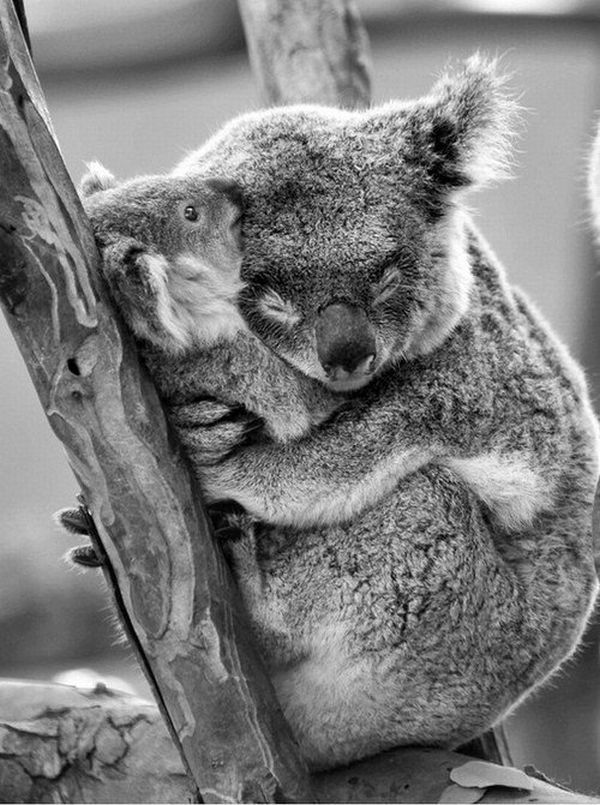 Také koala se ráda mazlí...
