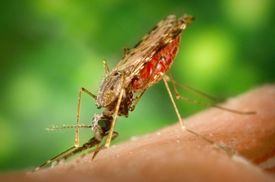 Komár anofeles se dokáže prevenci přizpůsobit, vyvinul si i imunitu vůči pesticidu DDT.