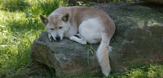 Dingo jsou na mnoha místech chráněni, ale způsobují velké škody na dobytku.