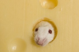 Když se myši konečně dostaly k potravě, sežraly jí mnohem více, než potřebovaly.