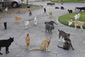 Kočky všude, kam se podíváte. V záchranné stanici naštěstí mají dostatek prostoru pro pohyb.