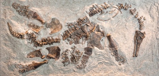 Fosilie je nyní vystavena v Přírodovědném muzeu v Los Angeles.