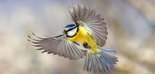 Podle ornitologů v Evropě denně zahyne po nárazu do skla 250 tisíc ptáků. 