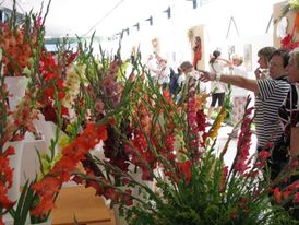 Od čtvrtka až do neděle probíhá letní etapa výstavy Flora Olomouc.