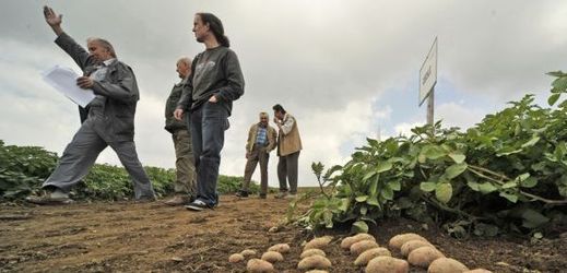 Pěstitelé očekávají bohatou letošní úrodu brambor.