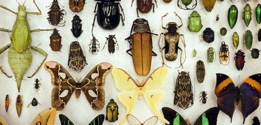 Hmyz je s velkou rezervou nejpočetnější skupinou živočichů.