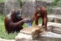 Orangutan, který se rád myje.