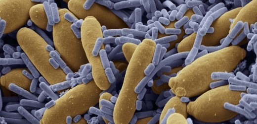 Bakterie se odnepaměti setkávají s přírodními antibiotiky a naučily se jim čelit.