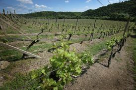 Moravské vinice mají podle slavného publicisty ohromný potenciál. 