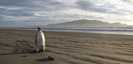 Tučňák Happy Feet se zatoulal na Nový Zéland v červnu.
