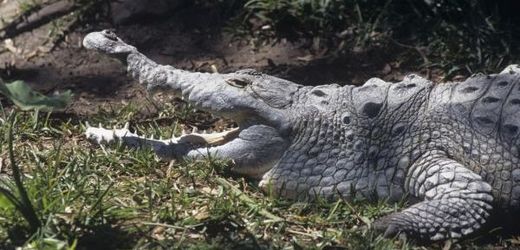 Ulovený krokodýl měří úctyhodných šest metrů (ilustrační foto).
