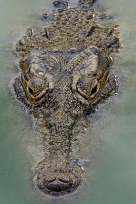 Obávaného krokodýla ulovili na Filipínách. 