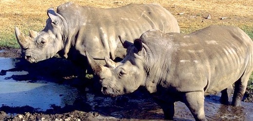 Na světě se ví pouze o sedmi jedincích severního poddruhu nosorožce tuponosého.