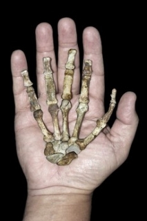 Ruka dospělé ženy druhu Australopithecus sediba v porovnání s rukou moderního člověka.
