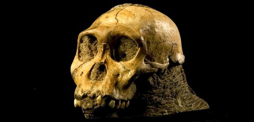 Lebka příslušníka druhu Australopithecus sediba, možná našeho dávného předka.