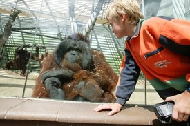 Orangutanům blízkost lidí ne vždy prospívá (ilustrační foto).