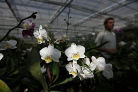 Skleníky, kde se pěstují květiny pro protokolární příležitosti