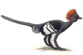 Rekonstrukce možného zbarvení dravého dinosaura rodu Anchiornis.