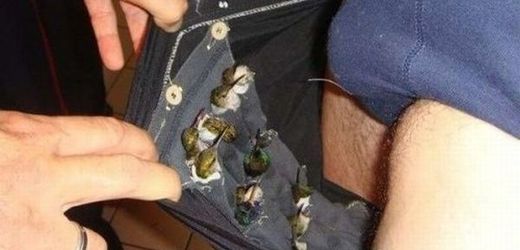 Kolibříci byli ukryti v kalhotách.