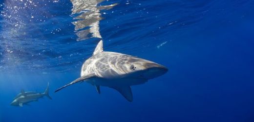 Žraloci patří k ohroženým druhům, třetina z nich je na seznamu Červené knihy. 