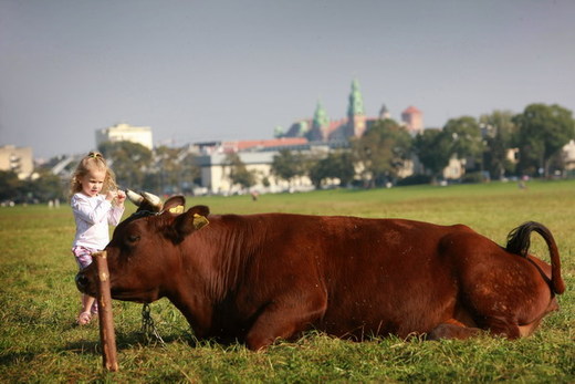 Lidovecká kampaň pod krakovským hradem Wawelem, krávy uprostřed města.