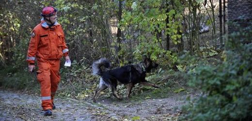 Pes v Polsku našel chlapce, který se ztratil v lese (ilustrační foto).